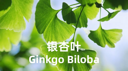 Ginkgo Leaf Tea: A Timeless Treasure for Modern Wellness