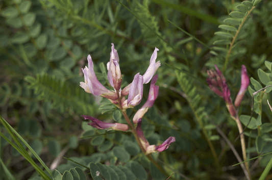 Astragalus